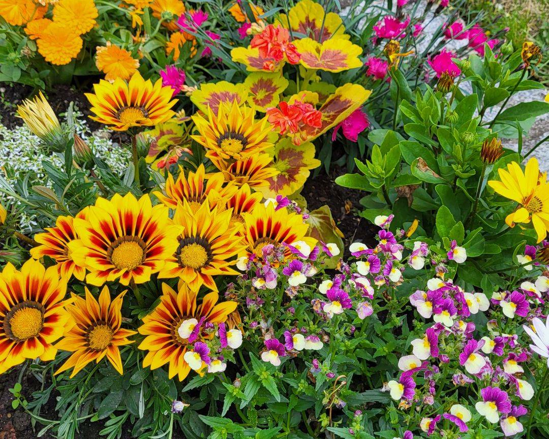 Blumen © Christiane Denecke.jpg